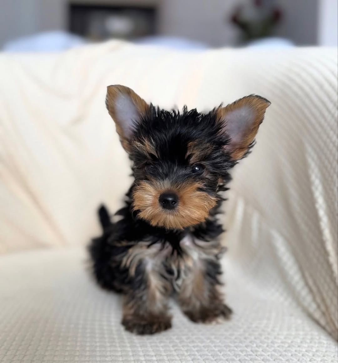 Yorkshire Terrier Teddy