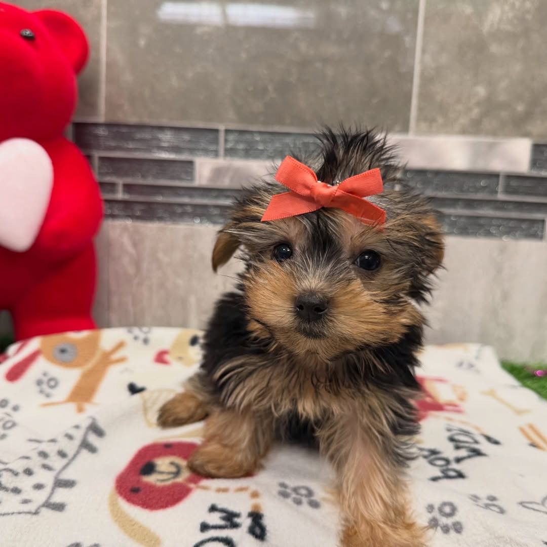 Yorkshire Terrier Bella