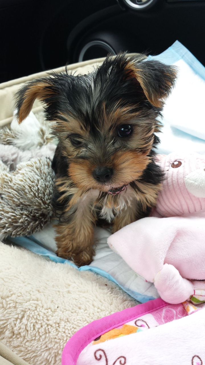 Yorkshire Terrier Max