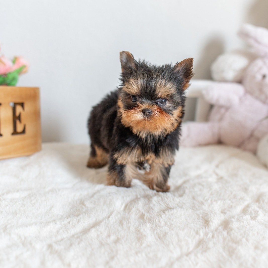 Yorkshire Terrier Max