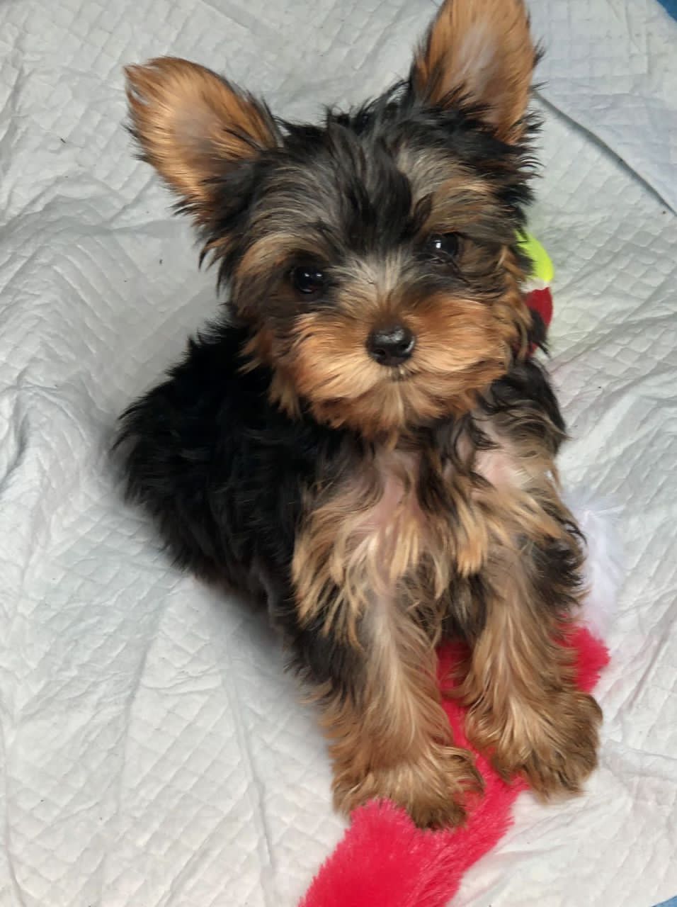 Yorkshire Terrier Max