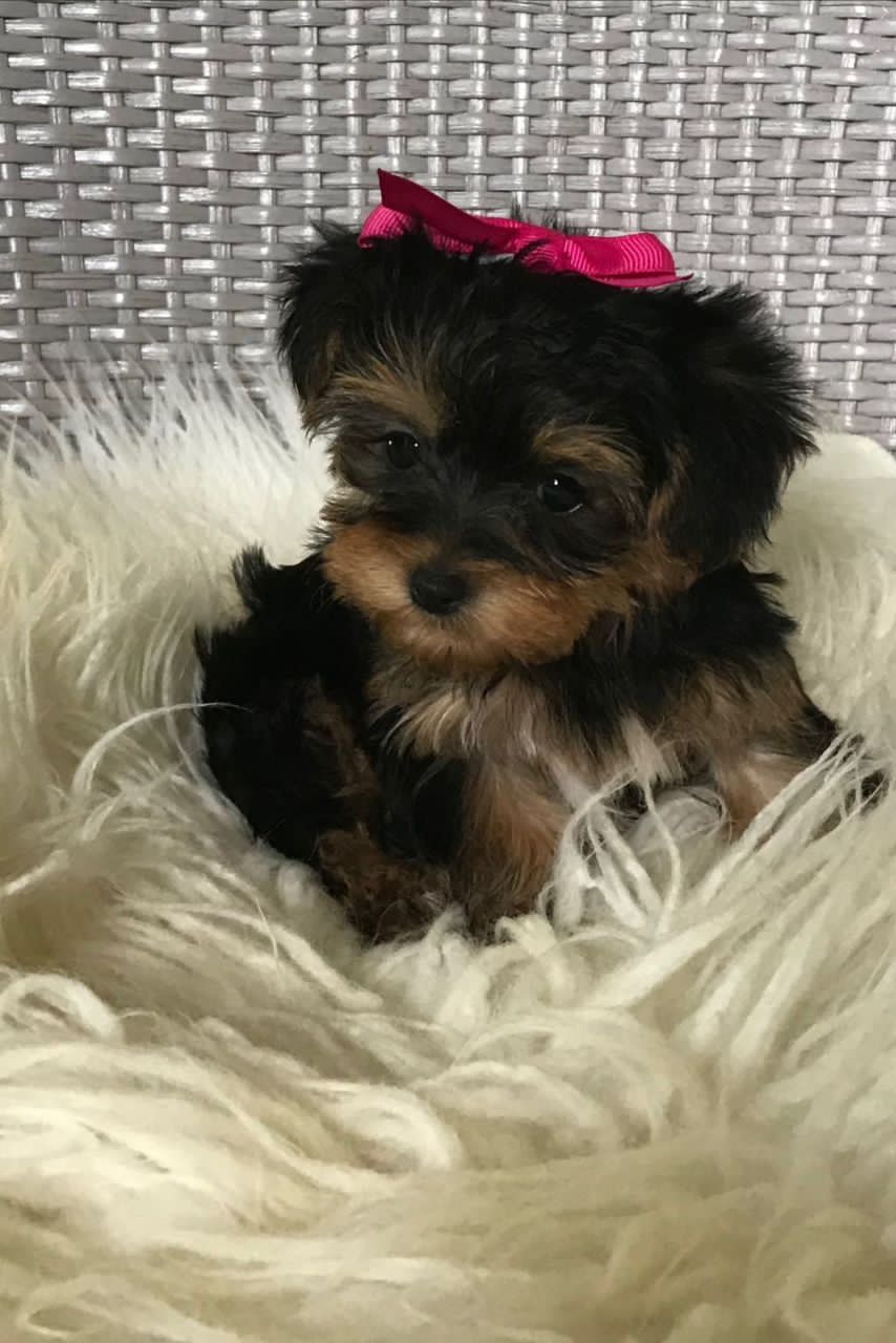 Yorkshire Terrier Max