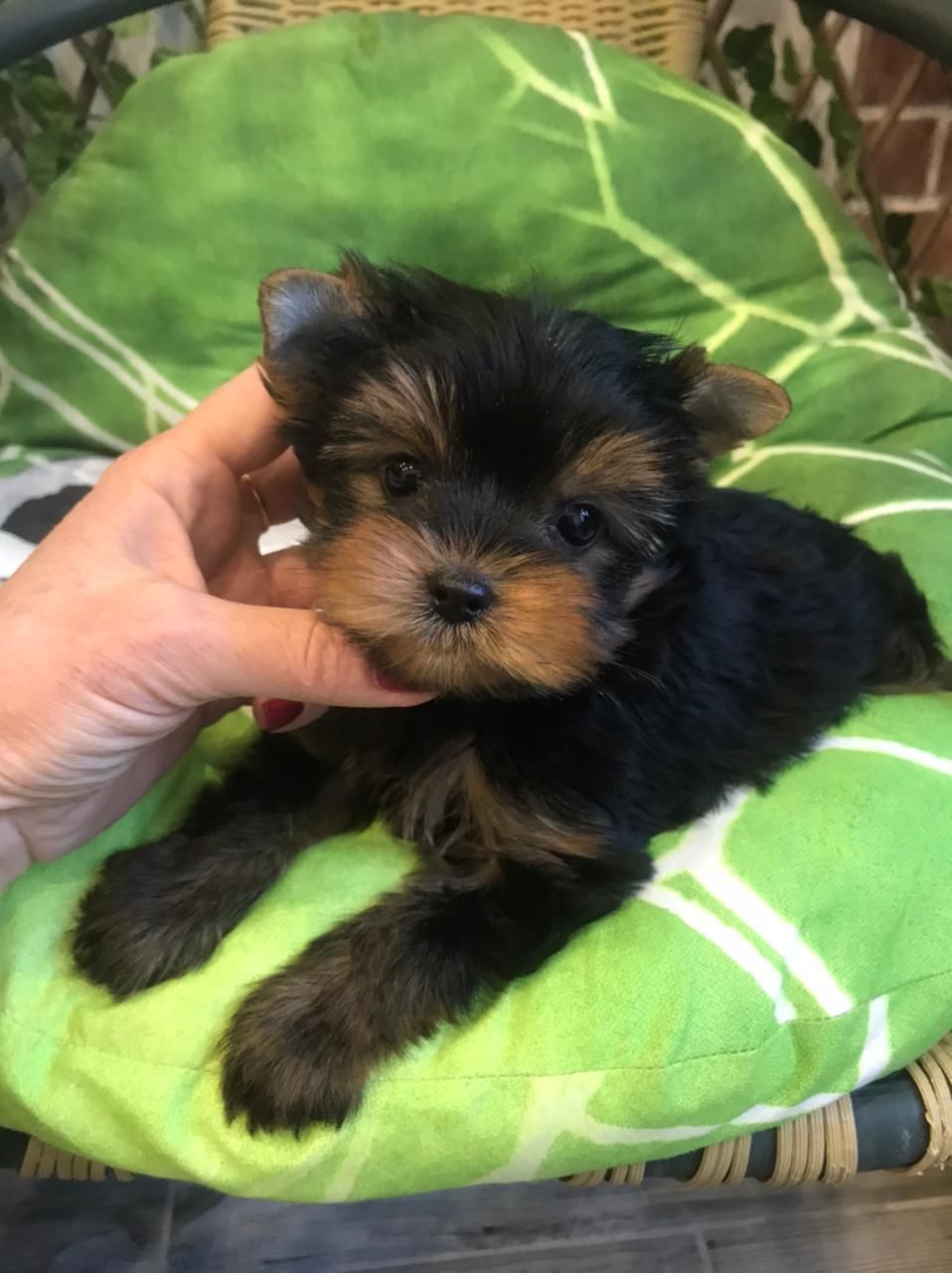 Yorkshire Terrier Max