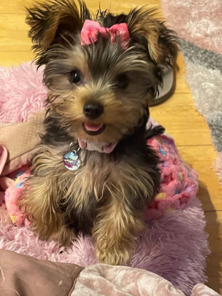 Yorkshire Terrier Sophie